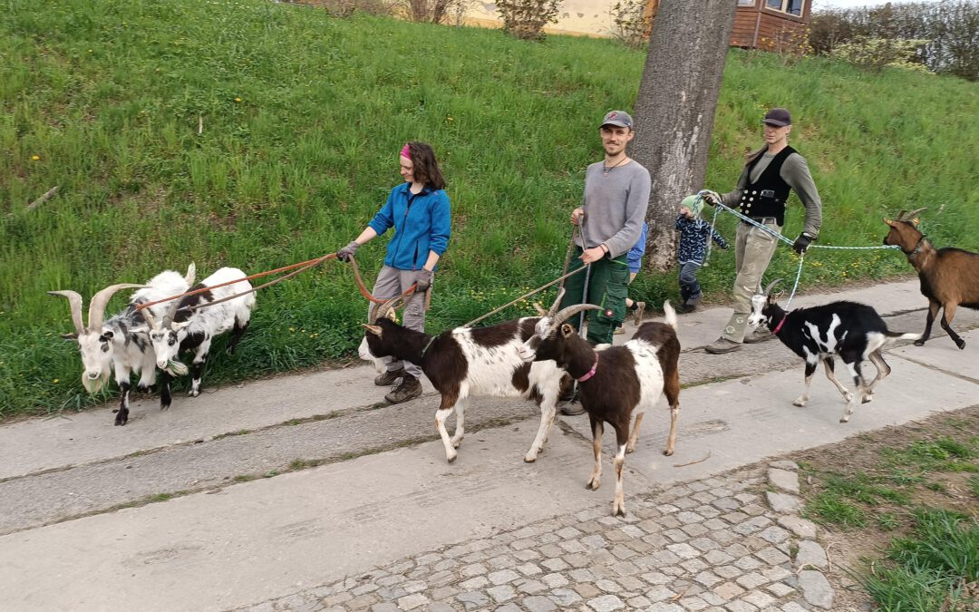 Ziegen für den Luisenhof