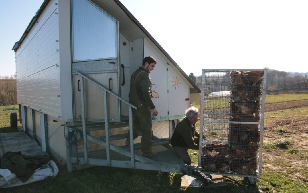 Die Hühner ziehen ein